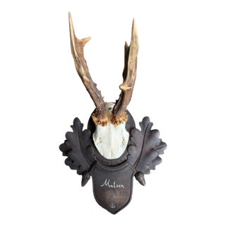 Roe Deer Trophy 166 Black Forest Mount Circa 1904 For Sale