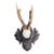 Roe Deer Trophy 166 Black Forest Mount Circa 1904 For Sale