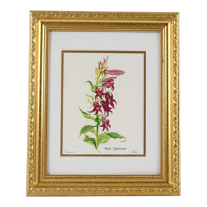 Framed S. Kent Watercolor Campanula Flower Limited Edition 4/50