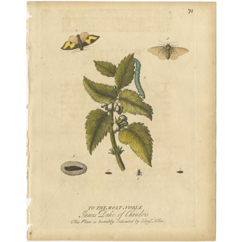 Albin, Entomology Plates of English Insects on Hazel & Elm, 1720, Engravings, Set of 2 For Sale - Image 3 of 10