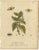 Albin, Entomology Plates of English Insects on Hazel & Elm, 1720, Engravings, Set of 2 For Sale - Image 3 of 10