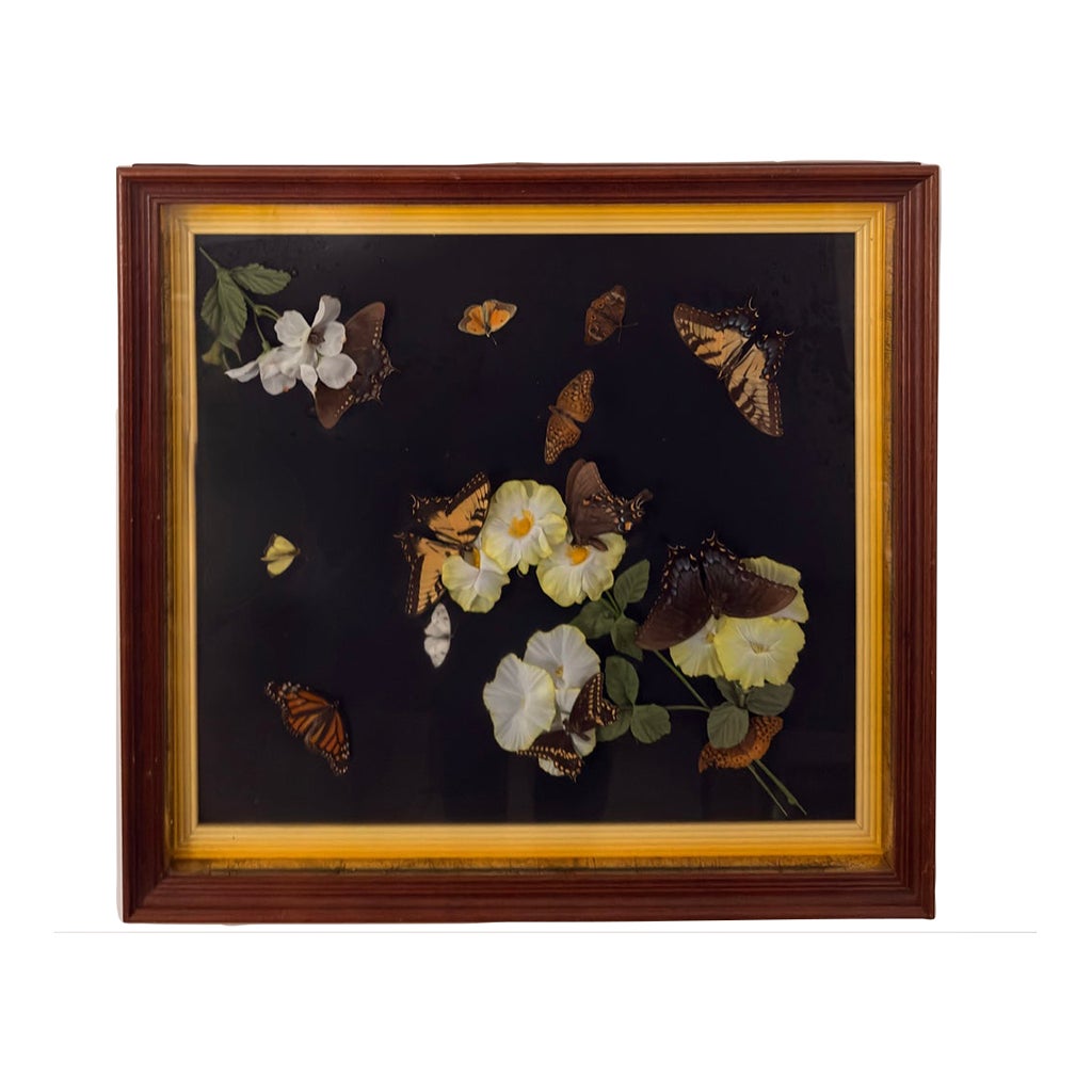 Vintage Italian-Framed Butterfly Specimen Shadowbox, Ronchetti of ...
