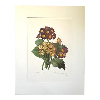 Vintage Pierre-Josephe Redouté Print in 14x18 Mat - Oreilles d’Ouns - Bear's Ear For Sale