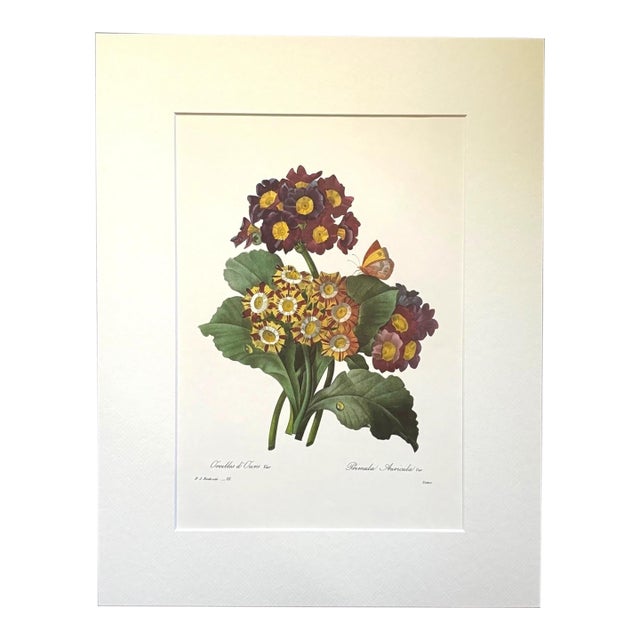 Vintage Pierre-Josephe Redouté Print in 14x18 Mat - Oreilles d’Ouns - Bear's Ear For Sale