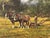 Oil Painting of Horses & Farmer in the English Countryside by British Artist 1985 Circa For Sale - Image 15 of 17