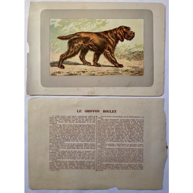 This handsome photogravure printed page is illustrated by P. Mahler, a German artist. The subject is a Griffon Boulet....