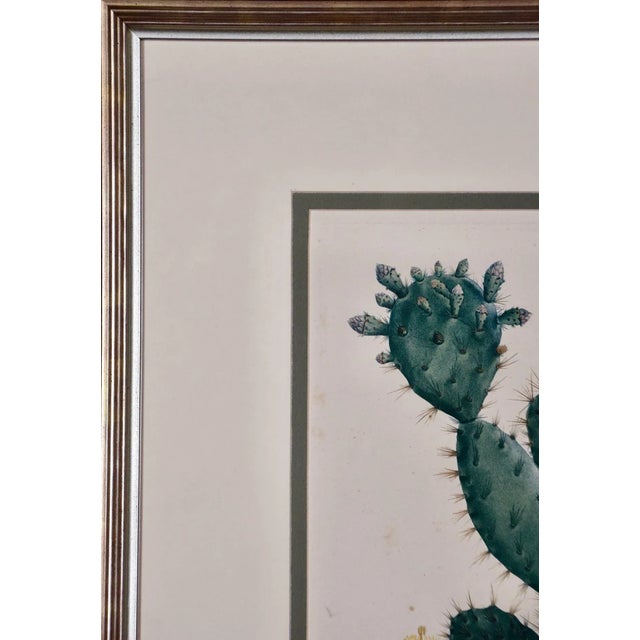 Late 18th Century Flowering Cactus: Redoute Hand-Colored Engraving "Cactus Opuntia Polyanthos", 1799 For Sale - Image 5 of 6