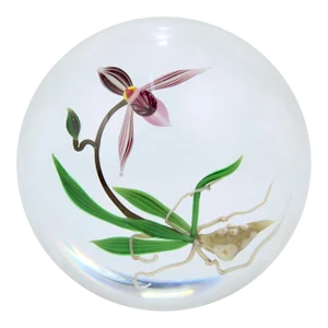 Chris Buzzini Artist-Proof Orchid Flower and Roots Art Glass Paperweight