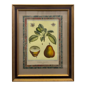 “Pomona Gallica” Hend Colored French Botanical Restrake Etching