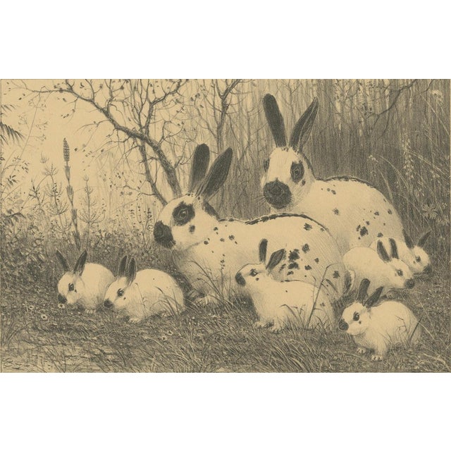 Henri Verstijnen, English Spot Rabbits Wildlife, 1925, Lithograph For Sale - Image 4 of 9