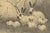 Henri Verstijnen, English Spot Rabbits Wildlife, 1925, Lithograph For Sale - Image 4 of 9