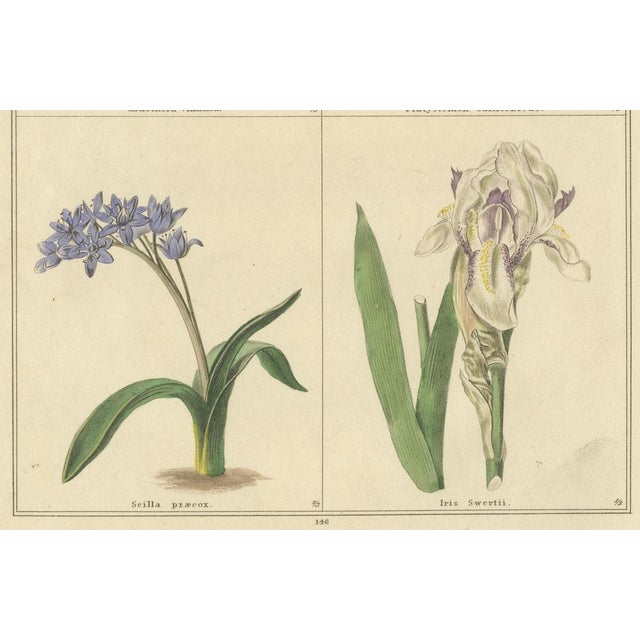 B. Maund, Botanical Illustrations, Hand-Colored Prints, 1836, Set of 2 For Sale - Image 4 of 10