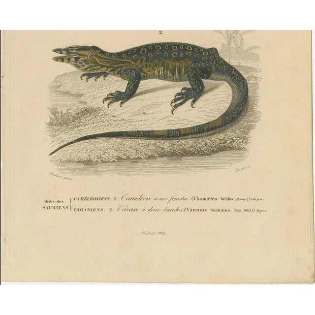 Nose-Horned Chameleon and Banded Monitor, 1850, Paper For Sale - Image 3 of 10