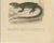 Nose-Horned Chameleon and Banded Monitor, 1850, Paper For Sale - Image 3 of 10