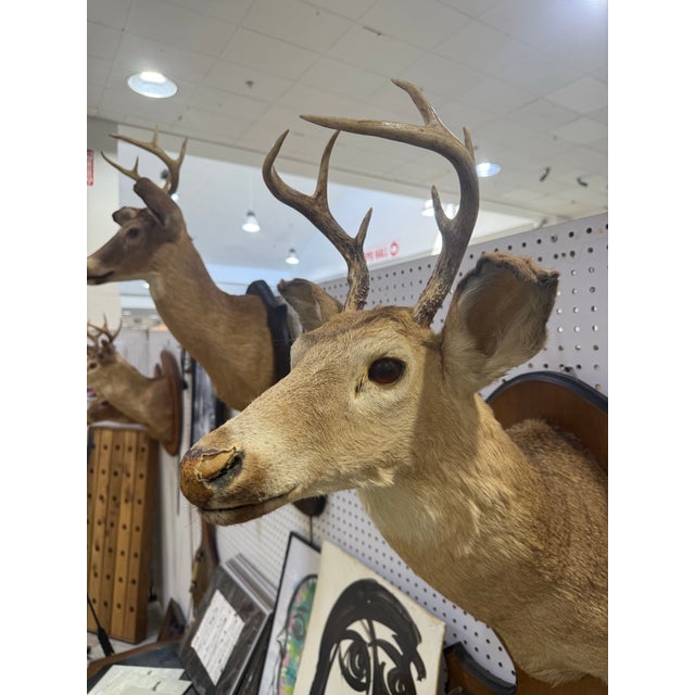 Whitetail Deer Head Shoulder Mount Taxidermy With Hoofs for Gun Holder 35x23 For Sale - Image 4 of 9