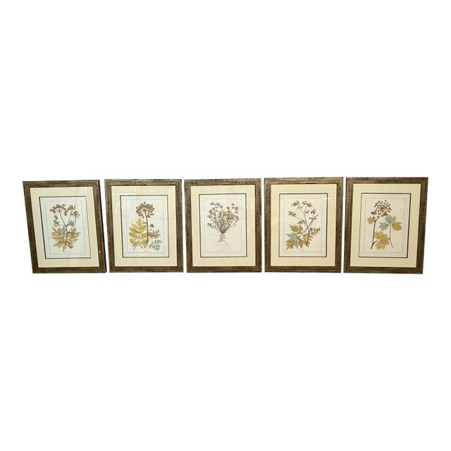 Lussier Lajoie Framing Botanical Prints, Set of Five For Sale