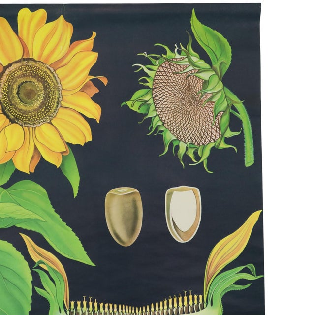 Large Vintage Sunflower School Chart by Jung Koch Quentell, 1973 For Sale - Image 11 of 13