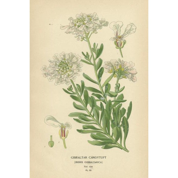 "Ephemeral Blossoms: Treasures from 'Favourite Flowers of Garden and Greenhouse'" Immerse yourself in the delicate charm...