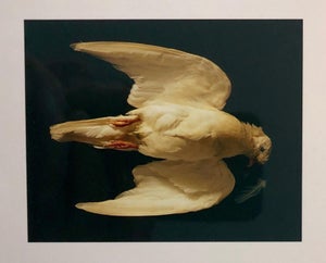 Brenda Zlamany, Birds, Cibachrome Photograph Print, NFS Sample Conceptual Taxidermy Art, 1998