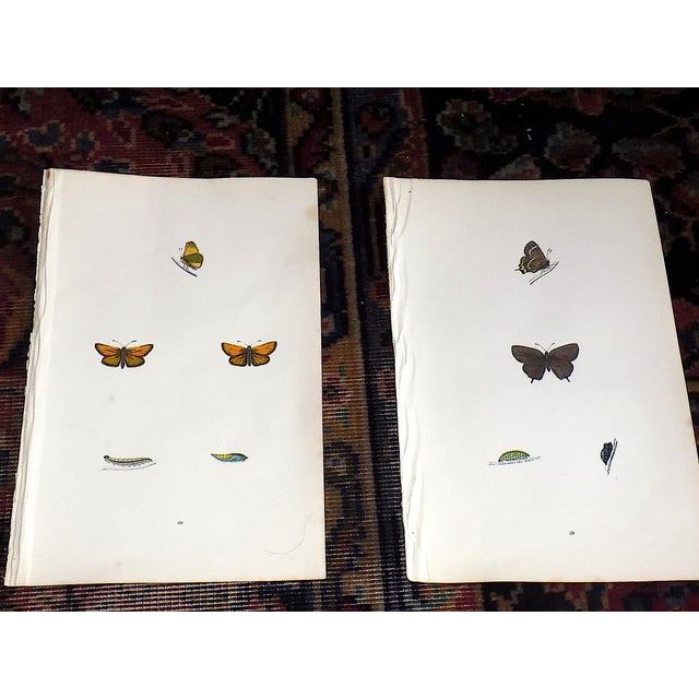 Realism Antique 19th Century Hand Colored Butterfly Lithographs - Set of 12 For Sale - Image 3 of 12