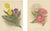 Charles Dickens & Obelisque, Hyacinths, 1900, Prints, Set of 2 For Sale