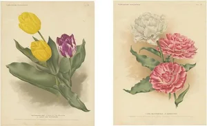 Charles Dickens & Obelisque, Hyacinths, 1900, Prints, Set of 2