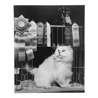 Vintage Photograph of a Prize Winning Show Cat by R. McNitt For Sale