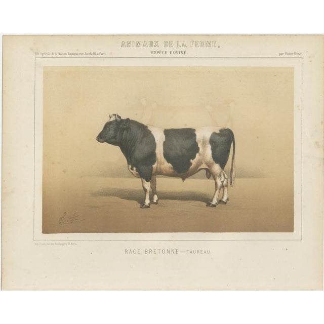 Borie, Breton Bull, French Cattle Breed, 1863, Chromolithograph For Sale - Image 3 of 9