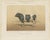 Borie, Breton Bull, French Cattle Breed, 1863, Chromolithograph For Sale - Image 3 of 9