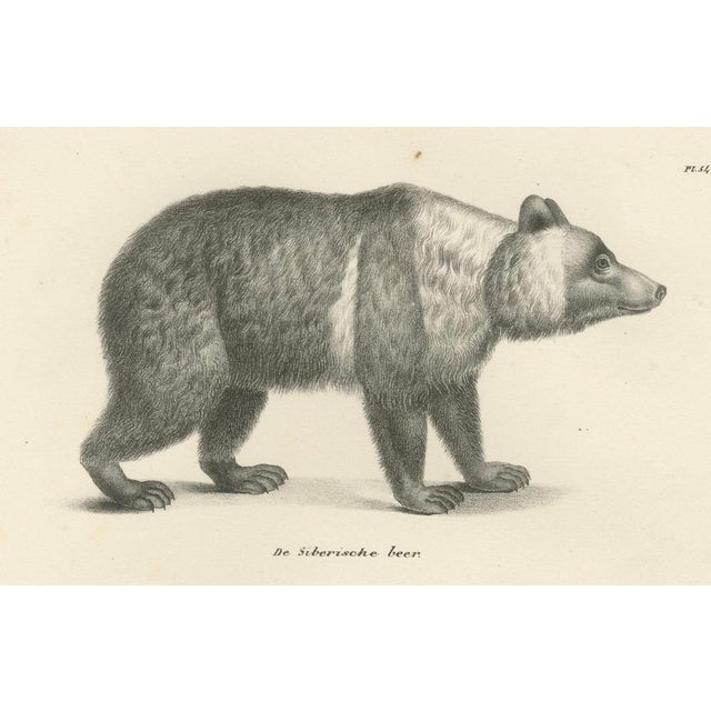Paper Majestic Bears, 1836, Print, Set of 2 For Sale - Image 7 of 12