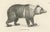 Paper Majestic Bears, 1836, Print, Set of 2 For Sale - Image 7 of 12