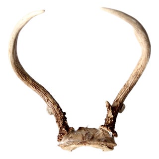 Vintage Natural Deer Horns For Sale