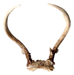 Vintage Natural Deer Horns