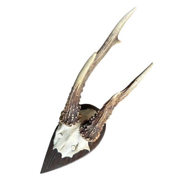 Early 1900s Roe Deer Trophy on Wood Plaque 177 Black Forest Antlers For Sale - Image 4 of 5