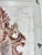 Lace Murex — Hand Textured Pink Seashell Art For Sale - Image 6 of 9
