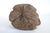 Early 20th Century Hand Carved Wooden Head Scutlpture For Sale - Image 12 of 13