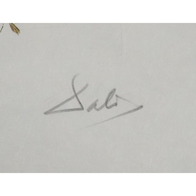 Salvador dali (1904-1989) under the umbrella pine, 1970 original engraving (rigal workshop) signed in pencil numbered /75...