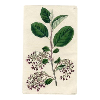 1830, Cotoneaster Botanical Print, the Botanical Register, Original Antique Botanical Print, Engraving, Hand Colored, England For Sale