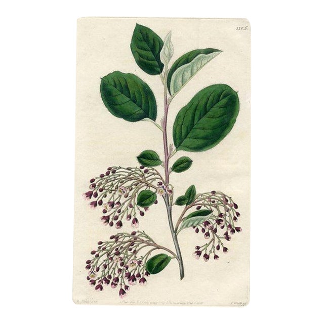 1830, Cotoneaster Botanical Print, the Botanical Register, Original Antique Botanical Print, Engraving, Hand Colored, England For Sale