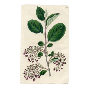 1830, Cotoneaster Botanical Print, the Botanical Register, Original Antique Botanical Print, Engraving, Hand Colored, England