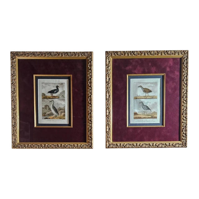 Late 19th Century Antique French Bird Prints For Sale