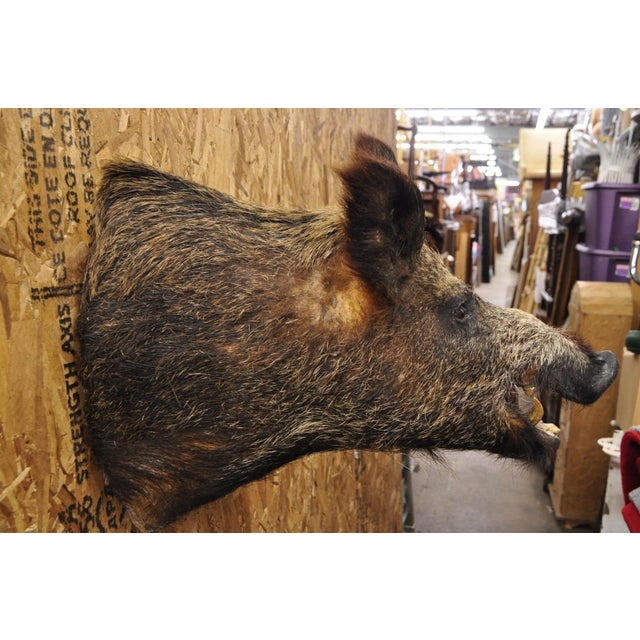 Animal Skin Vintage Wild Boar Head Taxidermy Hog Pig Head Wall Mount Log Cabin Decor For Sale - Image 7 of 18