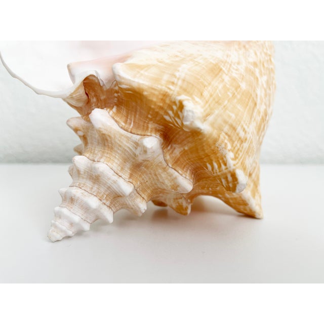 Shell Vintage Conch Shell Accent Lamp For Sale - Image 7 of 10