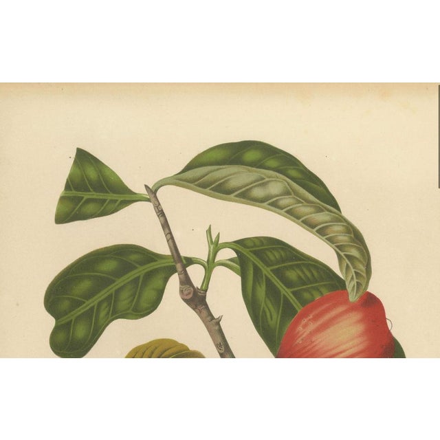 Red Hoola van Nooten, Wax Apple Fruit Botanical, 1880, Chromolithograph For Sale - Image 8 of 9