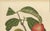 Red Hoola van Nooten, Wax Apple Fruit Botanical, 1880, Chromolithograph For Sale - Image 8 of 9