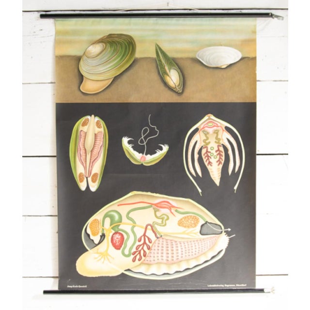 Mollusc School Poster by Jung, Koch, & Quentell for Hagemann, 1970s For Sale - Image 10 of 10