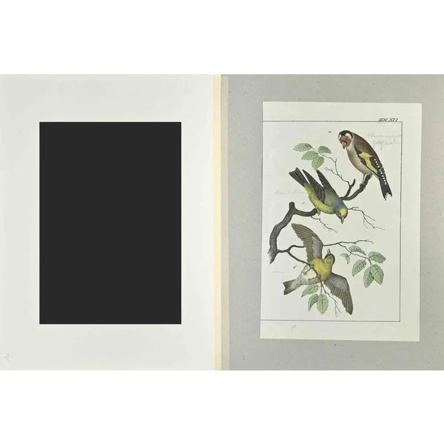 Goldfintch is an Etching hand colored realized by Gotthilf Heinrich von Schubert - Johann Friedrich Naumann, Illustration...