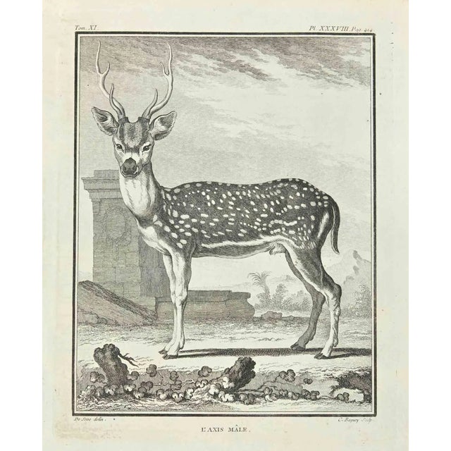 Jean Charles Baquoy, L'Axis Male, Etching, 1771 For Sale