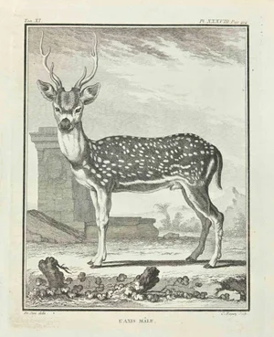 Jean Charles Baquoy, L'Axis Male, Etching, 1771