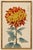 Asian Red Mum by Hasegawa, Vintage Japanese Botanical Art Print, 20" X 30" For Sale In Buffalo - Image 6 of 9
